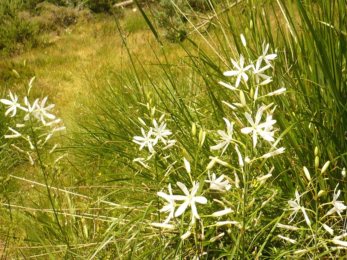 Anthericum liliago (Asparagaceae)